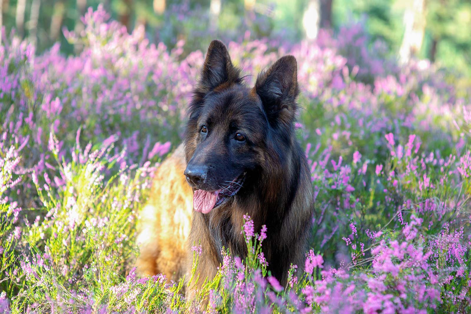 cremazione animali domestici como