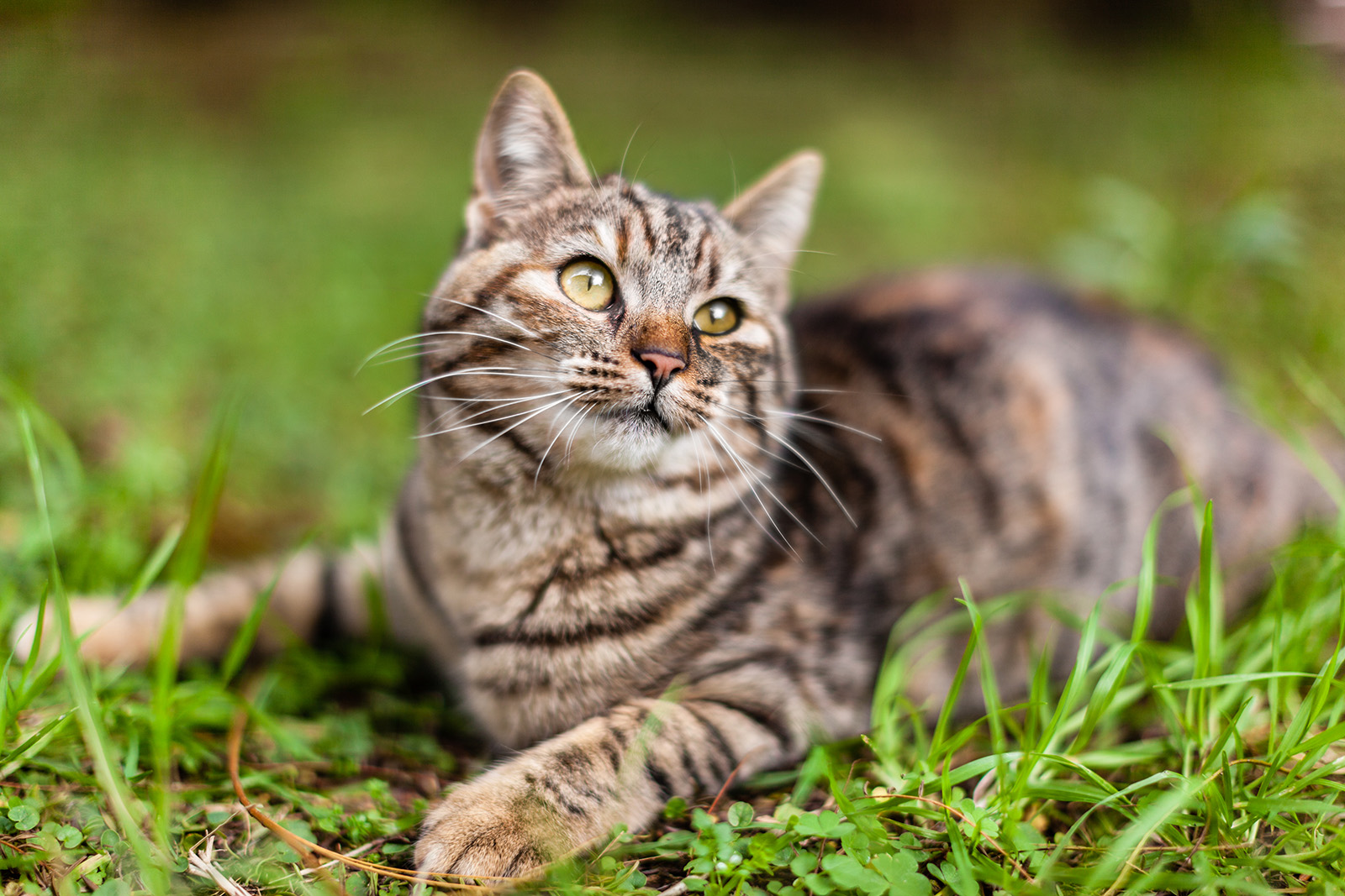 cremazione gatti cani domestici como