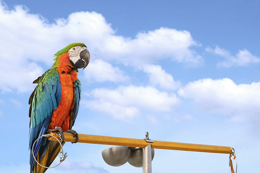 cosa fare quando muore animale domestico zoo omega