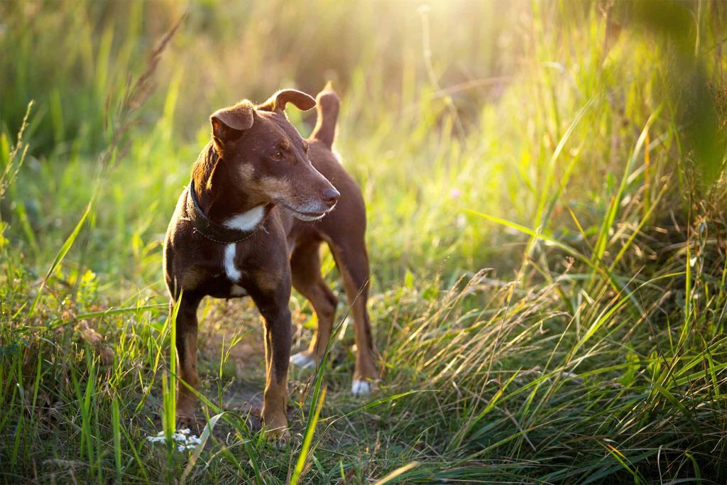 servizio cremazione animali