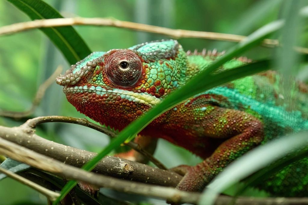tipologie servizi funebri animali