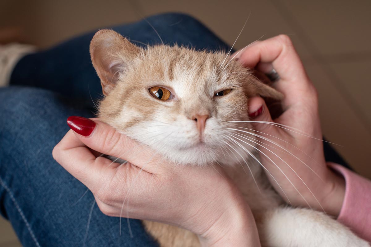 perche scegliere cremazione animale domestico