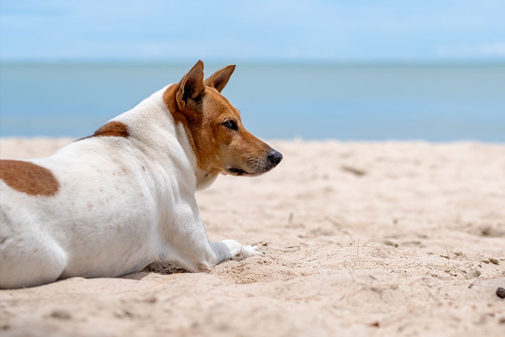 come gestire spoglie animale domestico dopo decesso